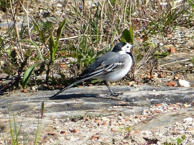 Bachstelze (Motacilla alba)