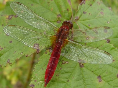 Feuerlibelle (Crocothemis erythraea)