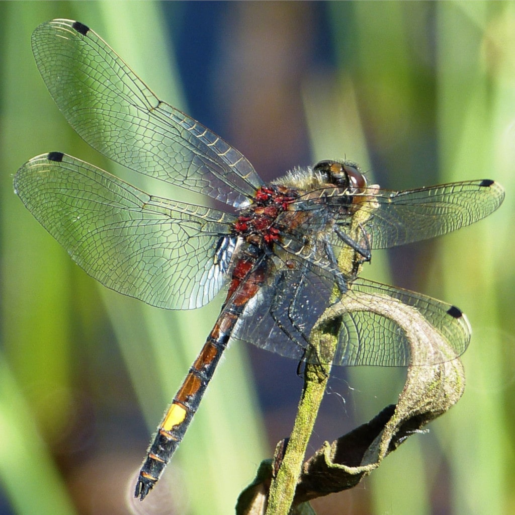 Große Moosjungfer (Leucorrhinia pectoralis)