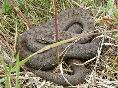 Schlingnatter (Coronella austriaca)