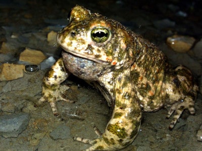 Wechselkröte (Bufotes viridis)